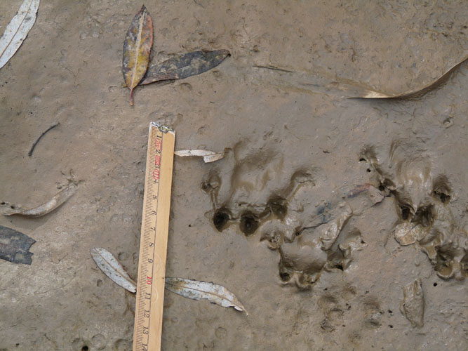 La lontra nell''Appennino meridionale